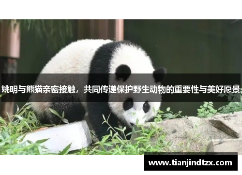 姚明与熊猫亲密接触，共同传递保护野生动物的重要性与美好愿景
